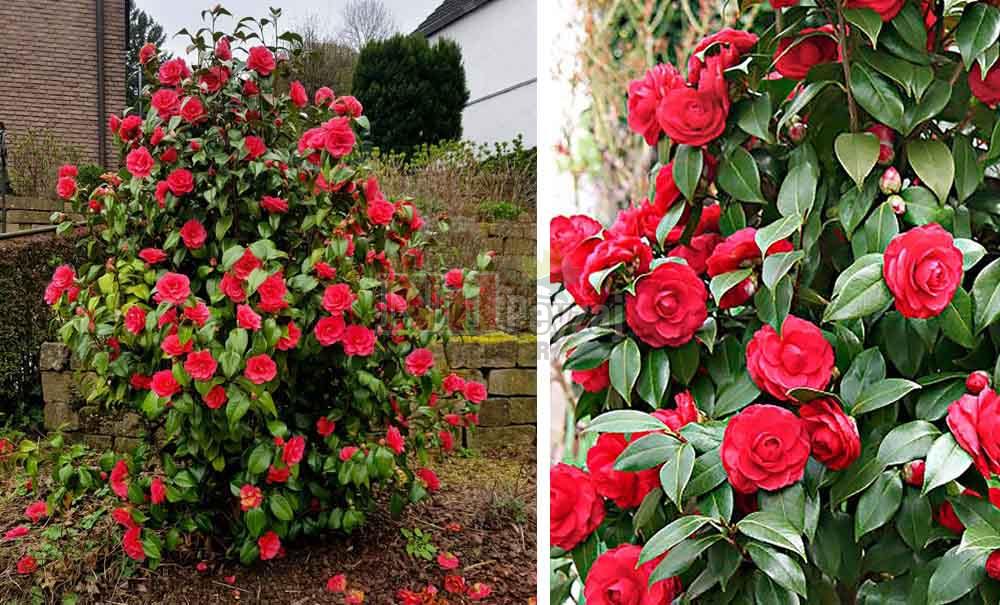 Camellia japonica/Kamelya