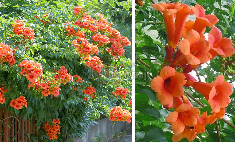 Campsis radicans/Acem Borusu
