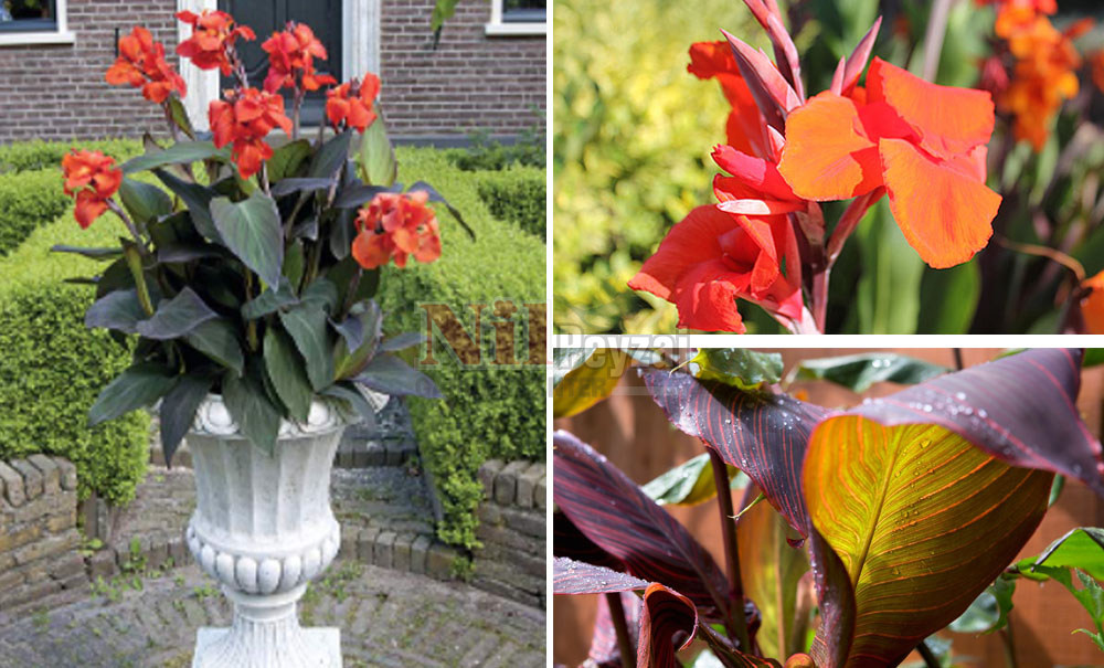 Canna indica ‘Purpurea’/Siyah Kana