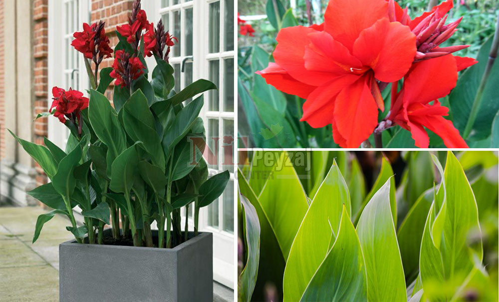 Canna indica/Kana Yeşil