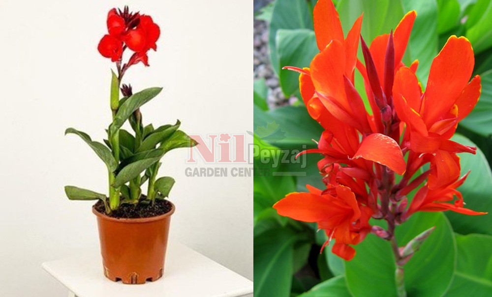 Canna indica nana/Bodur Kana