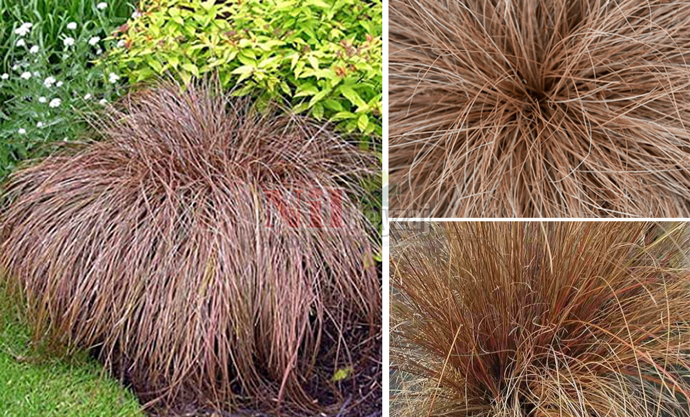 Carex bronze