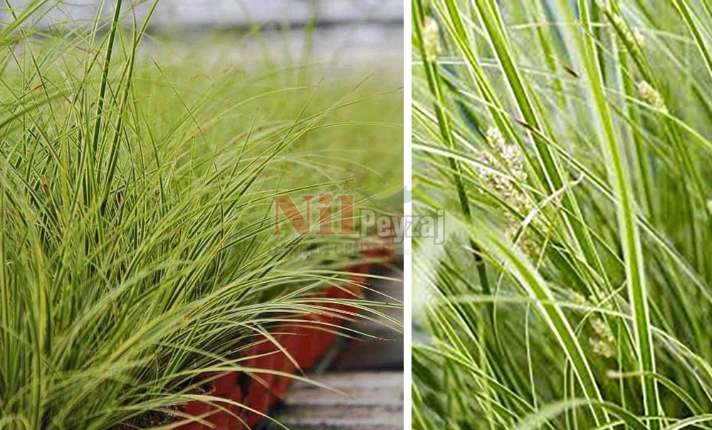 Carex brunnea’jubilo’/Beyaz Kareks