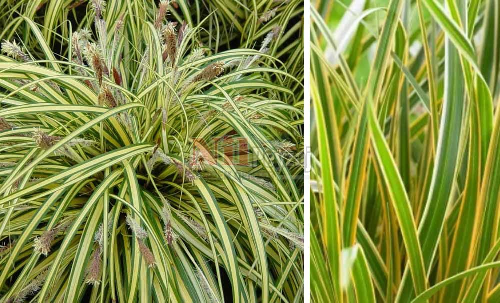 Carex morrowii