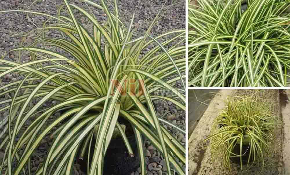Carex oshimensis evergold