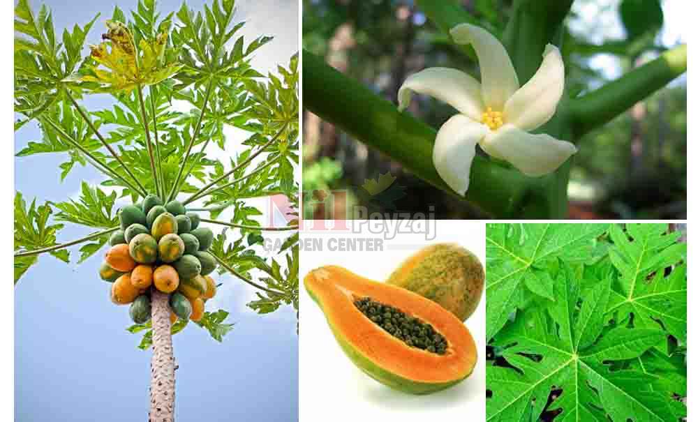 Carica papayay/Papaya