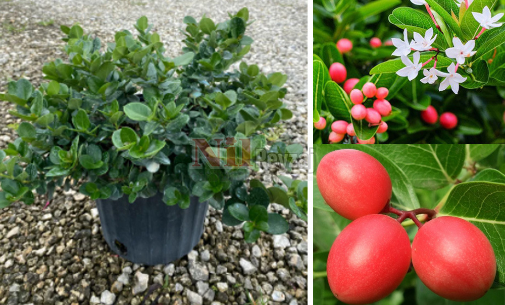 Carissa grandiflora/Natal Eriği