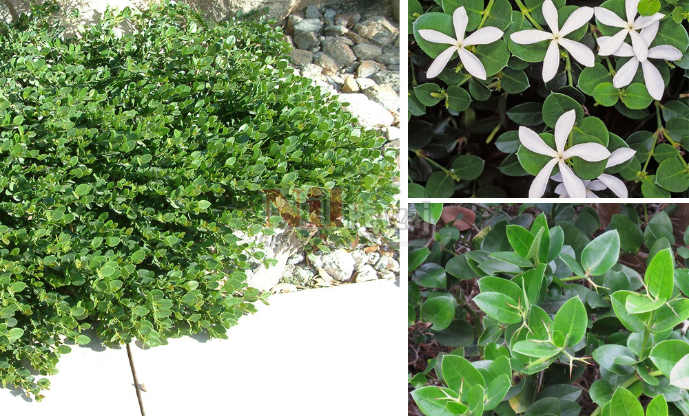 Carissa macrocarpa /Natal Eriği