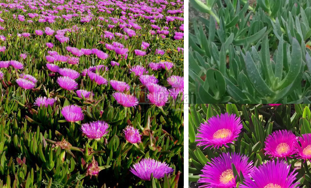 Carpobrotus/Katırtırnağı