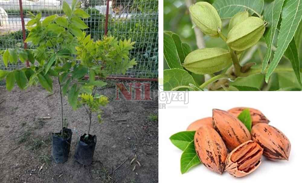 Carya illinoinensis/Pikan Cevizi