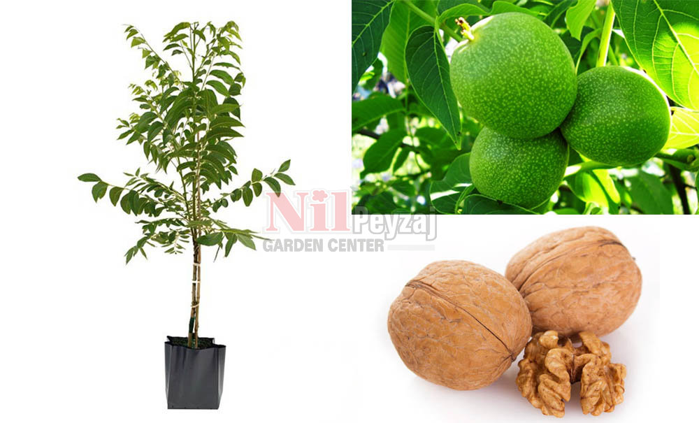 Carya illinoinensis/Şebin Cevizi