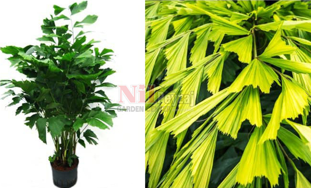 Caryota mitis/Balık Yüzgeçli Palmiye