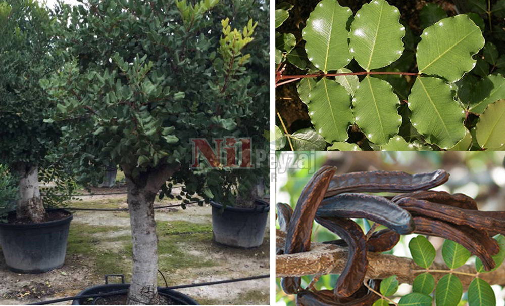 Ceratonia siliqua/Keçi Boynuzu (Aşılı)