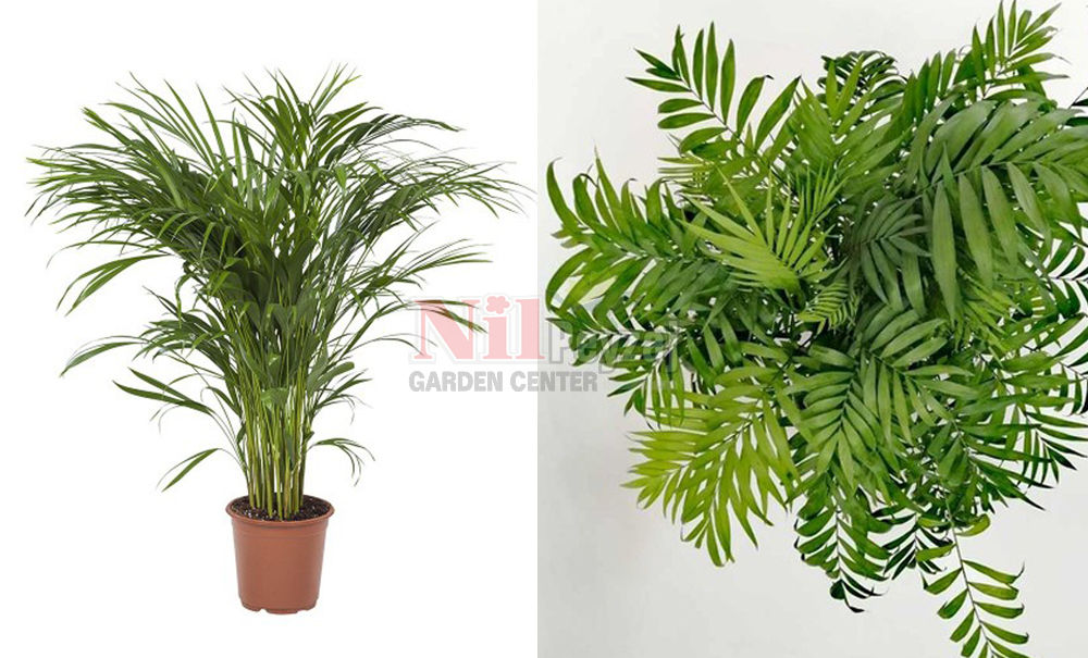 Chamaedorea elegans/Dağ Palmiyesi