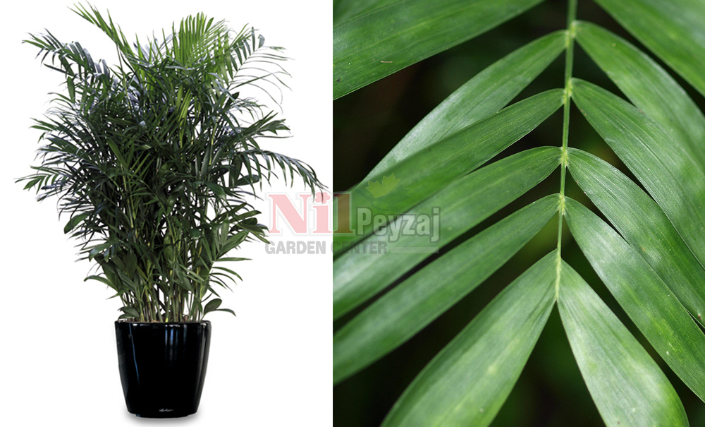 Chamaedorea seifrizii/Bambu Palmiyesi