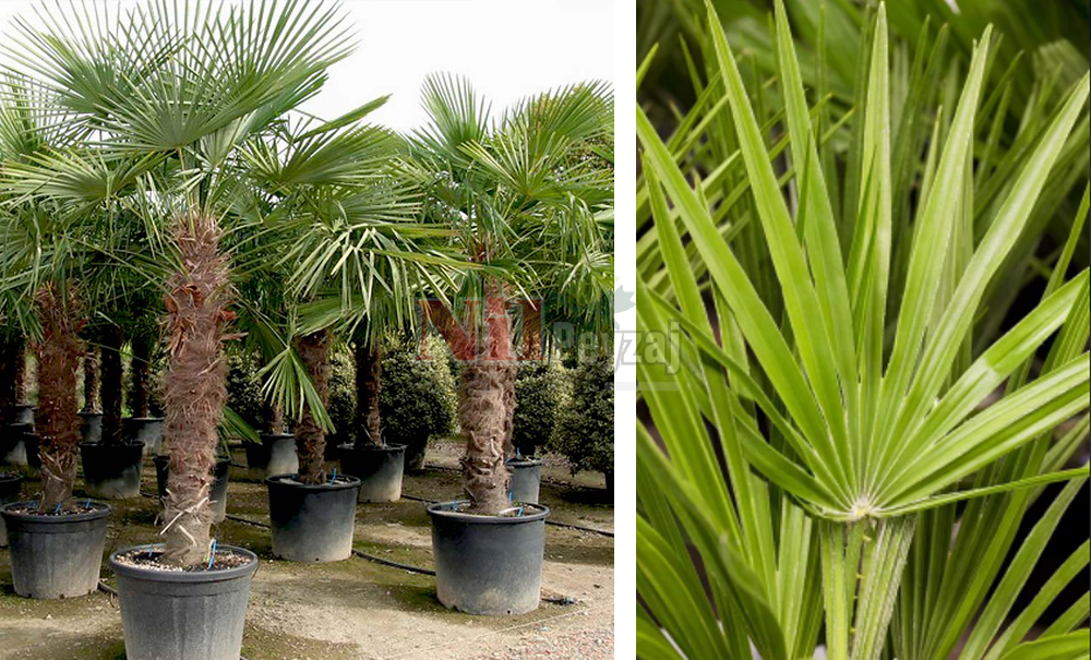 Chamaerops Excelsa/Tüylü Palmiye