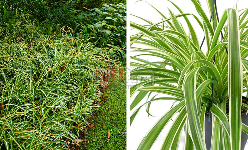 Chlorophytum comosum Variegeta/Alacalı Kurdele Çiçeği