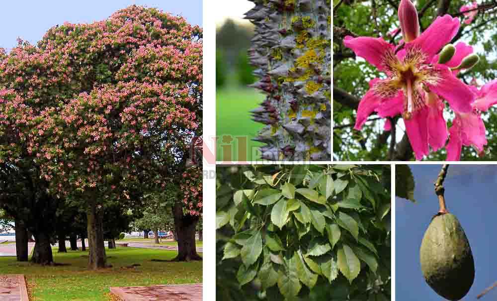 Chorisia speciosa/Maymun Çıkmaz Ağacı