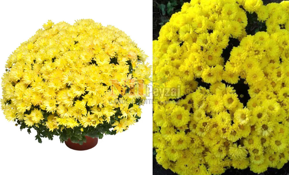 Chrysanthemum mutiflora/Kasımpatı-Sarı