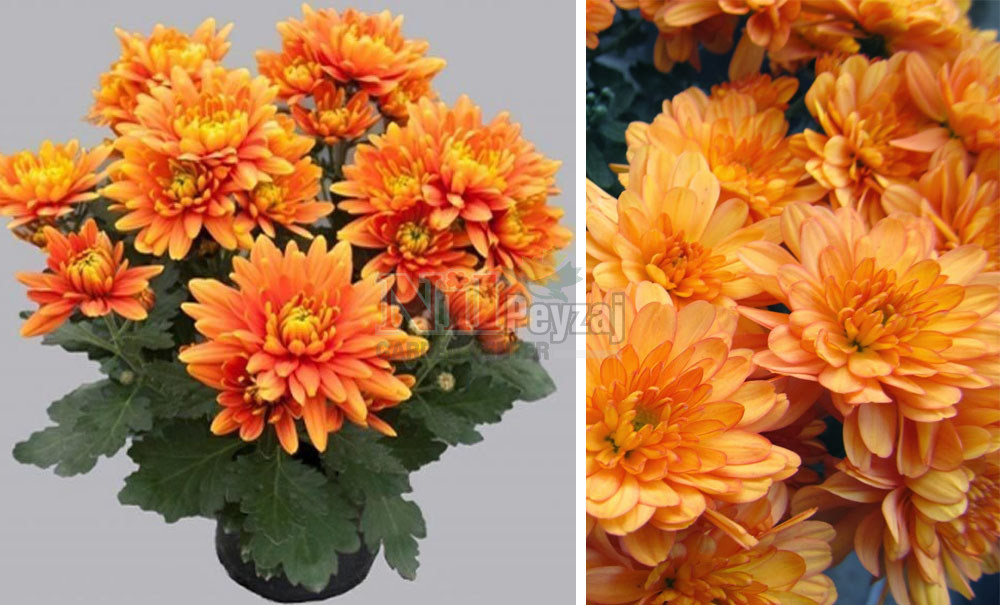Chrysanthemum topf/Kasımpatı-Orange