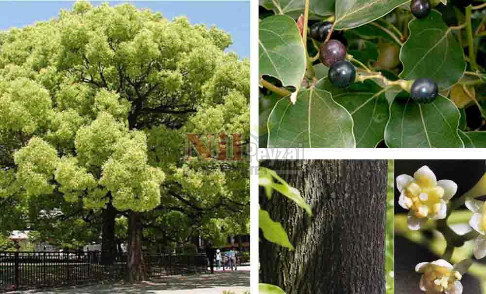 Cinnamomum camphora/Kafur Ağacı