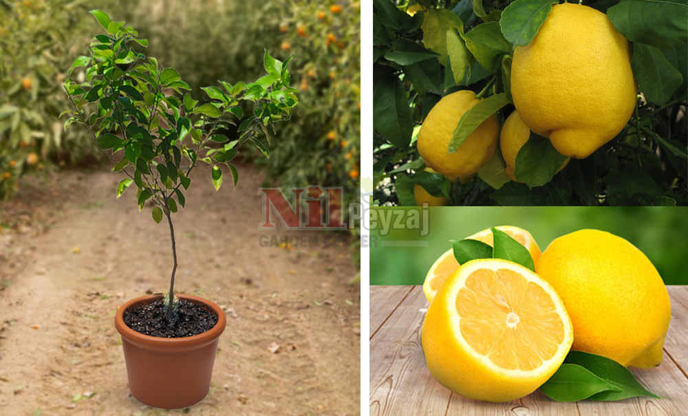 Citrus lemon/Enterdonat Limon