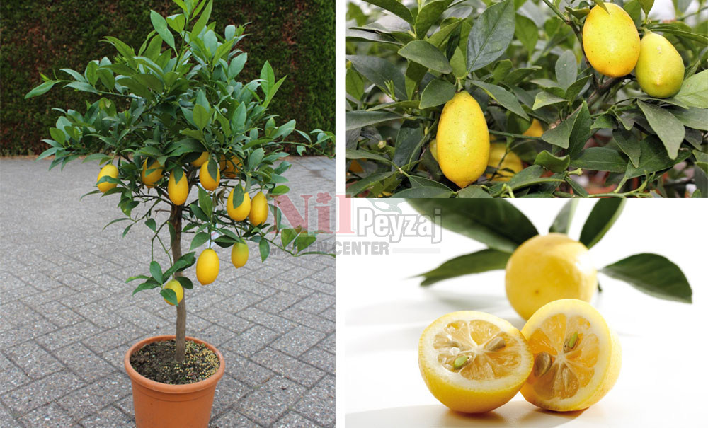 Citrus aurantifolia x fortunella/Limequat