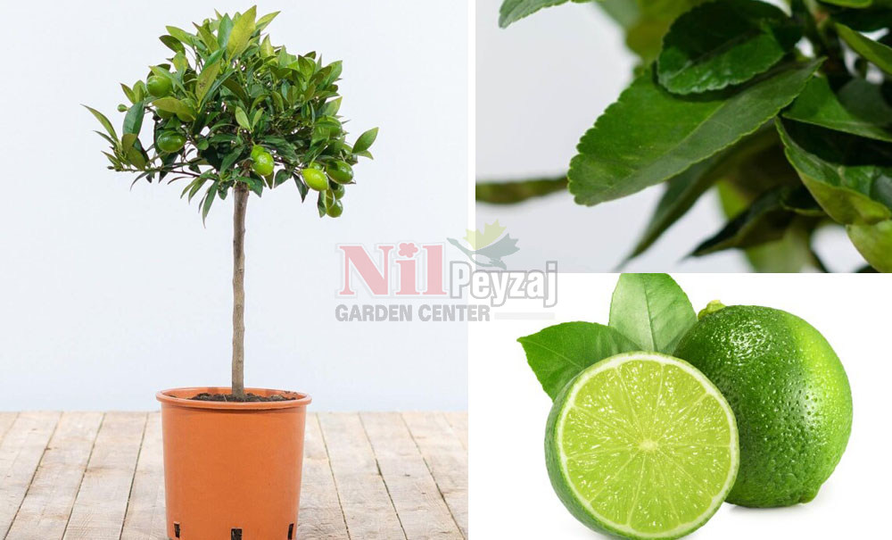 Citrus aurantifolia/Thornless Mexican Lime