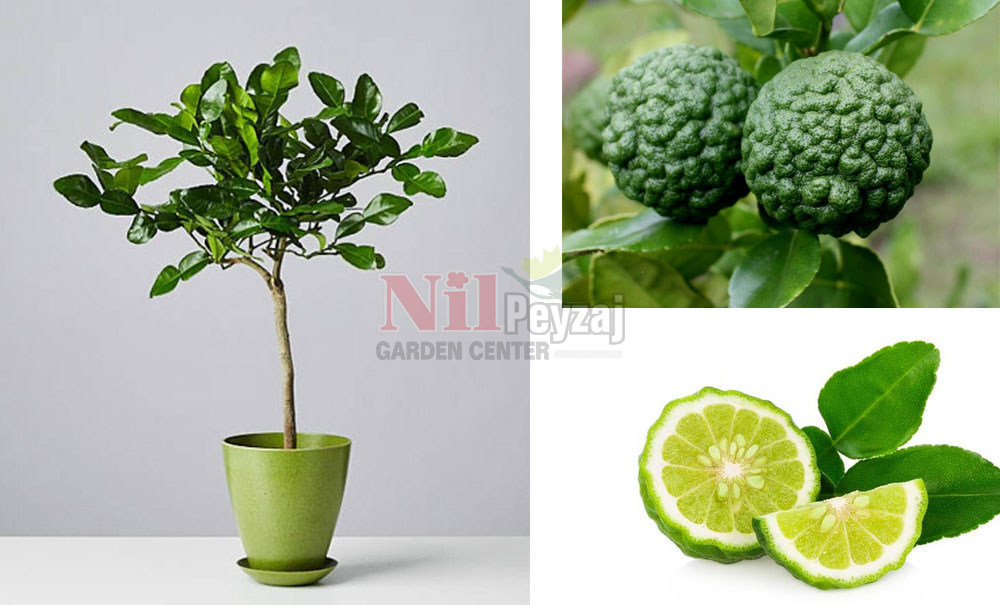 Citrus hystrix/Kaffir Lime, Kafir Limon