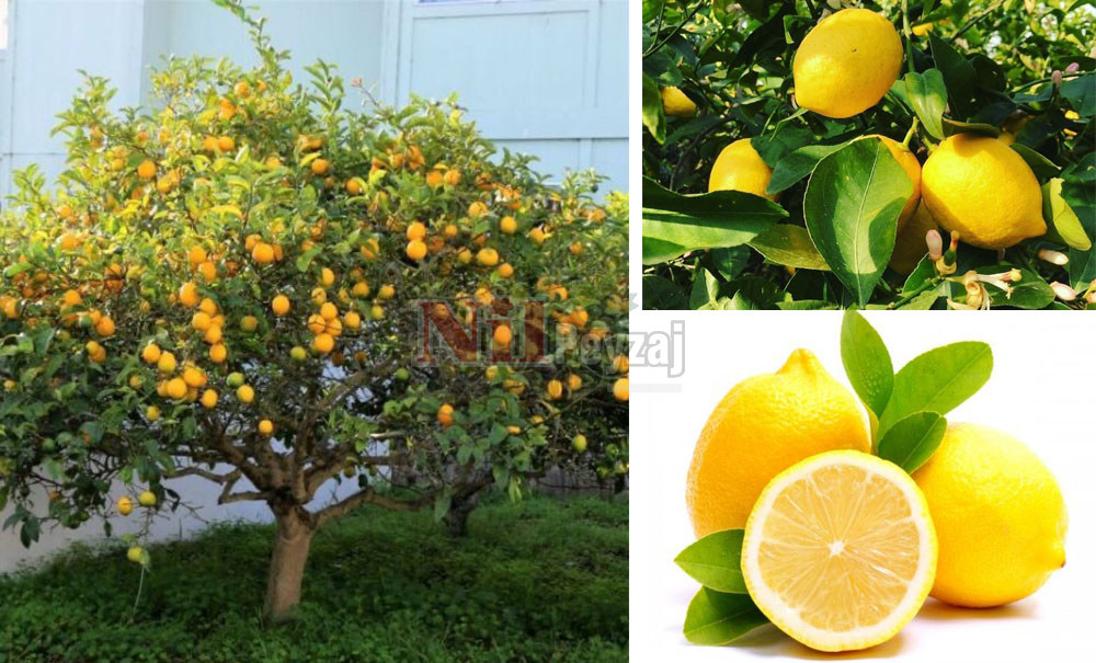 Citrus lemon/Yediveren Limon