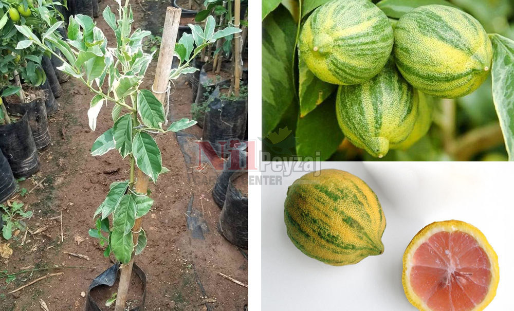 Citrus lemon variegata/Alacalı Limon