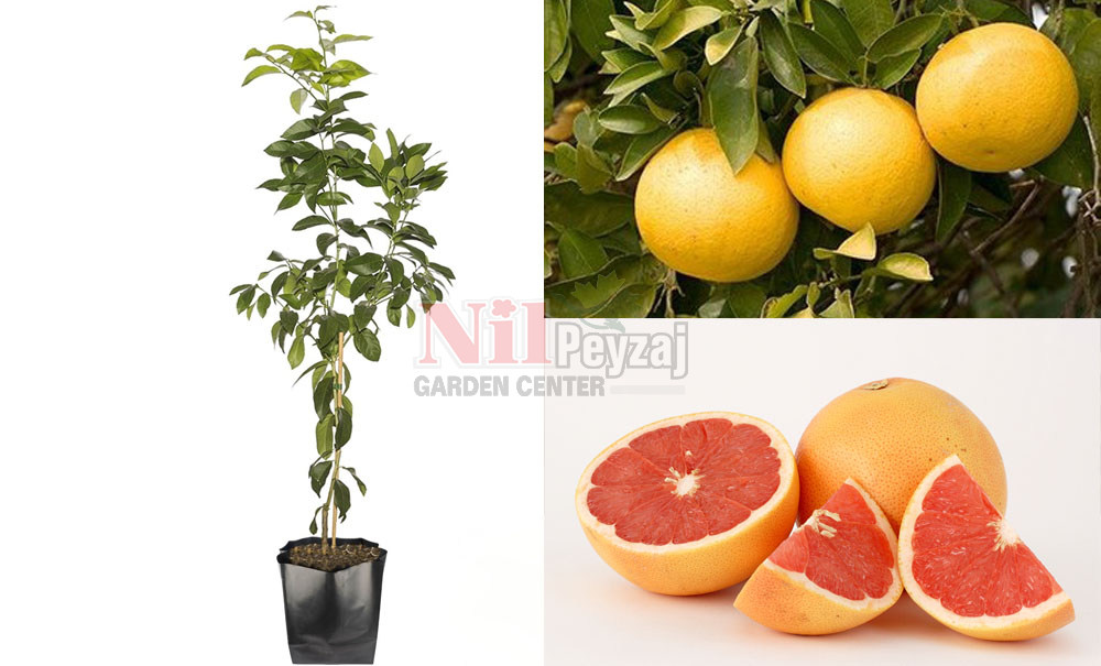 Citrus paradisi/Greyfurt