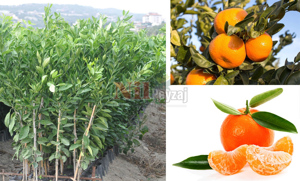 Citrus reticulata/Dobashi Beni  Mandalina