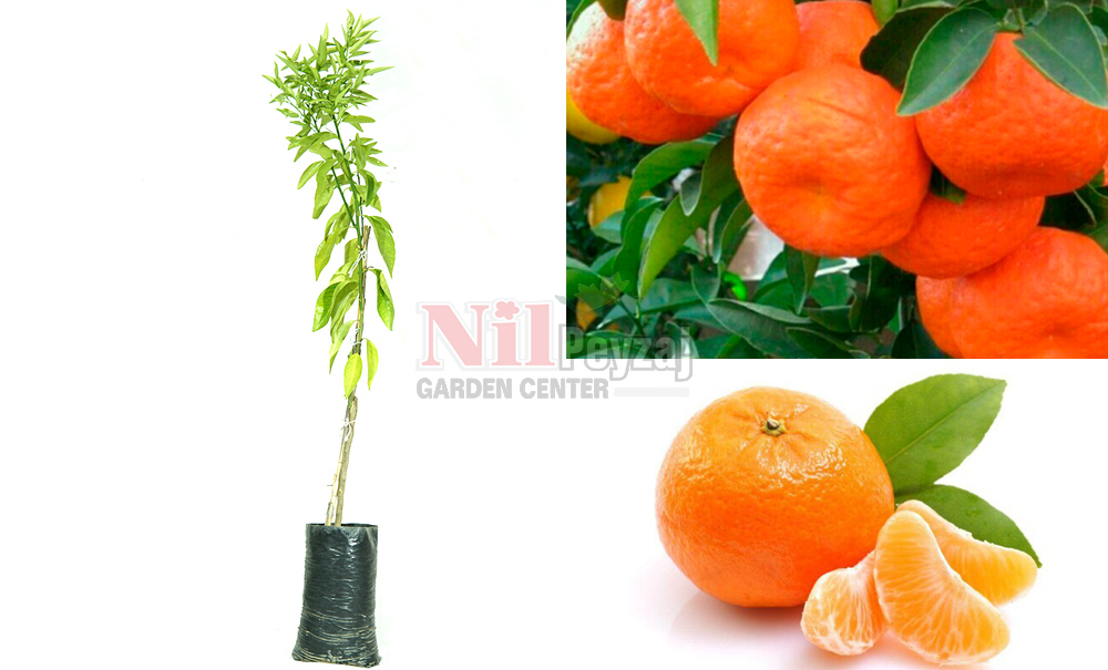 Citrus reticulata/Gramantin Mandalina