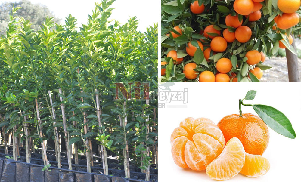 Citrus reticulata/Murcot Mandalina