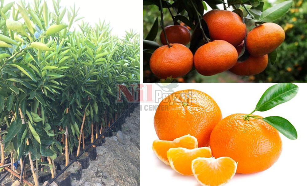 Citrus reticulata/Nova Mandalina