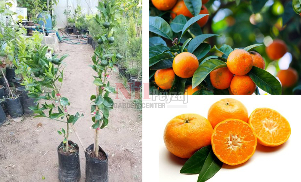 Citrus reticulata/Premusal Mandalina