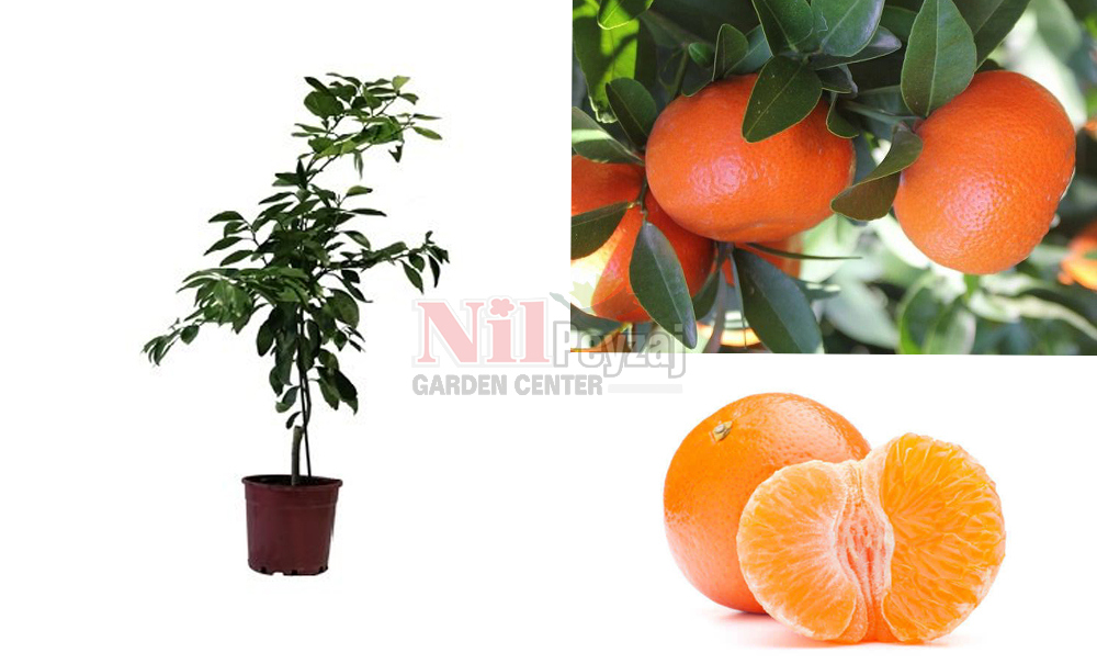 Citrus reticulata/Yerli Çekirdeksiz Mandalina