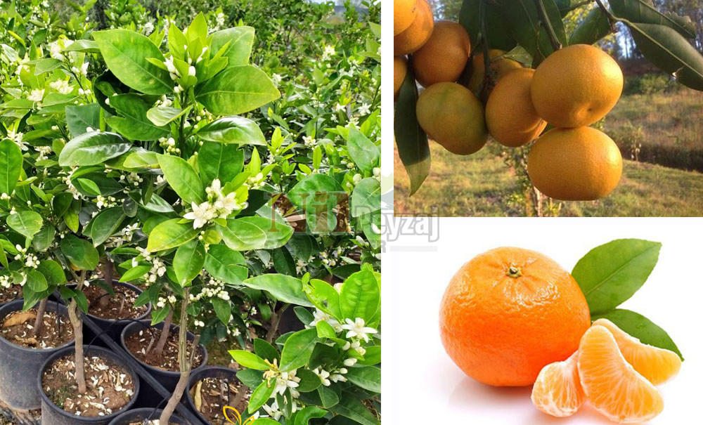 Citrus reticulata/Okitsu Mandalina