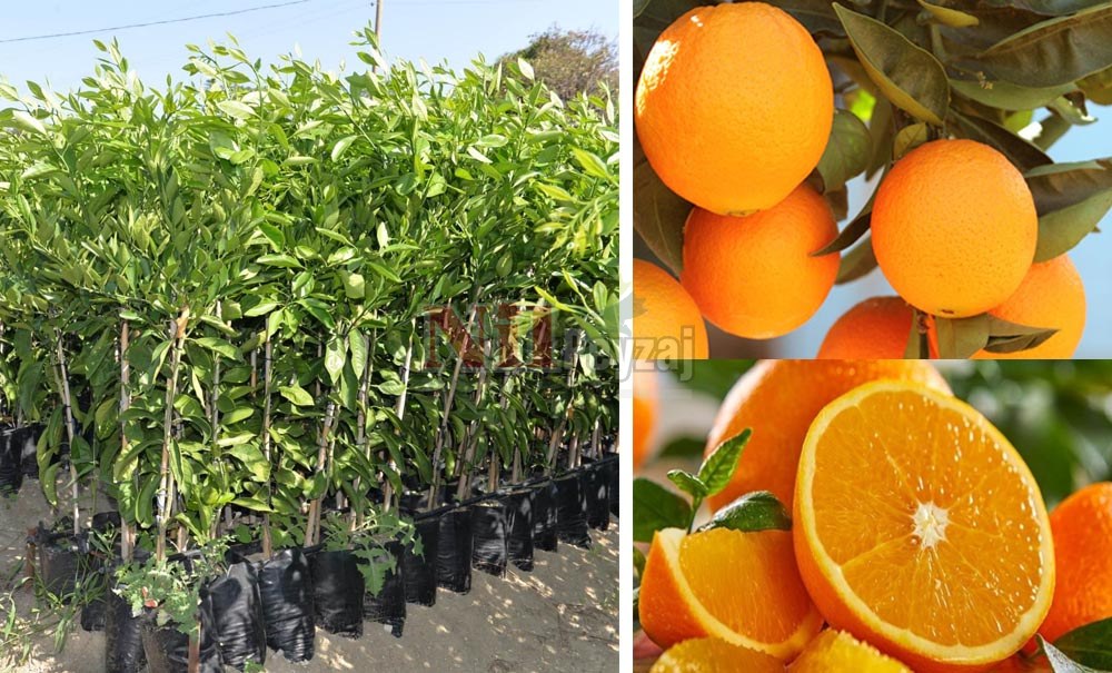 Citrus sinensis/Fukumoto Portakal