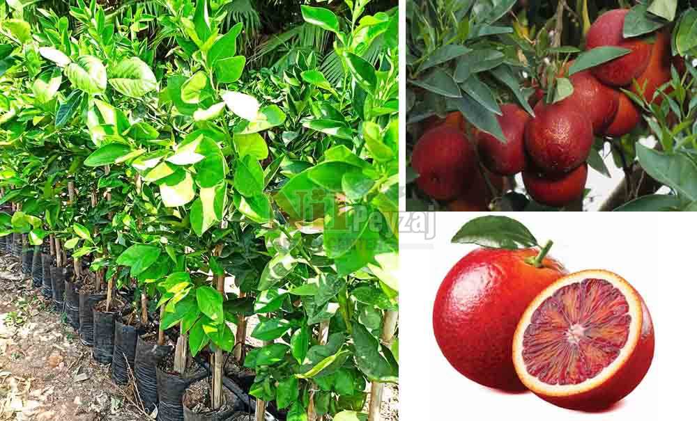 Citrus sinensis/Kanlı  Portakal