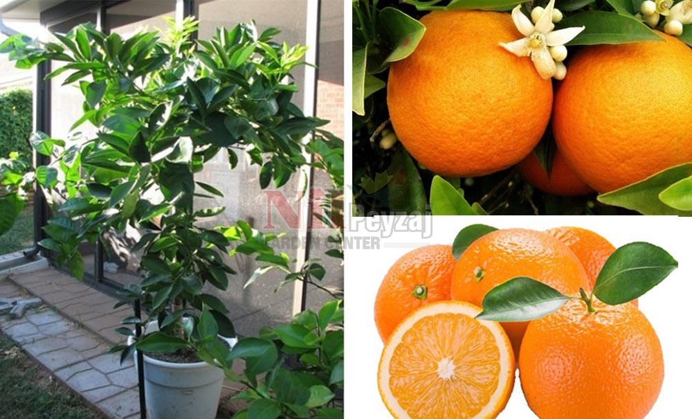 Citrus sinensis/Vaşington Portakal