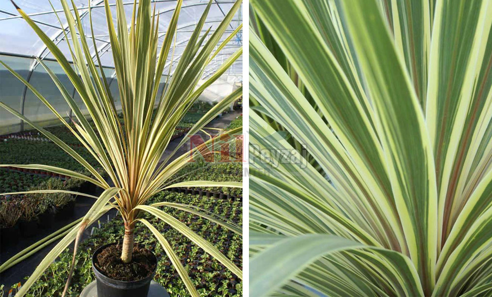Cordyline australis’Torbay Dazzler’/Yeşil
