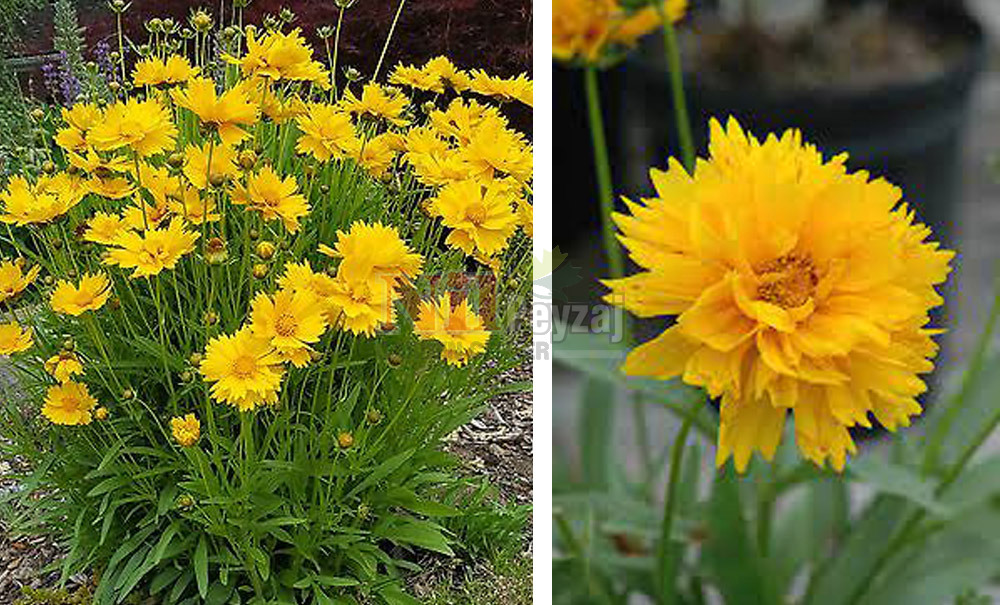 Coreopsis grandiflora/Kız Gözü