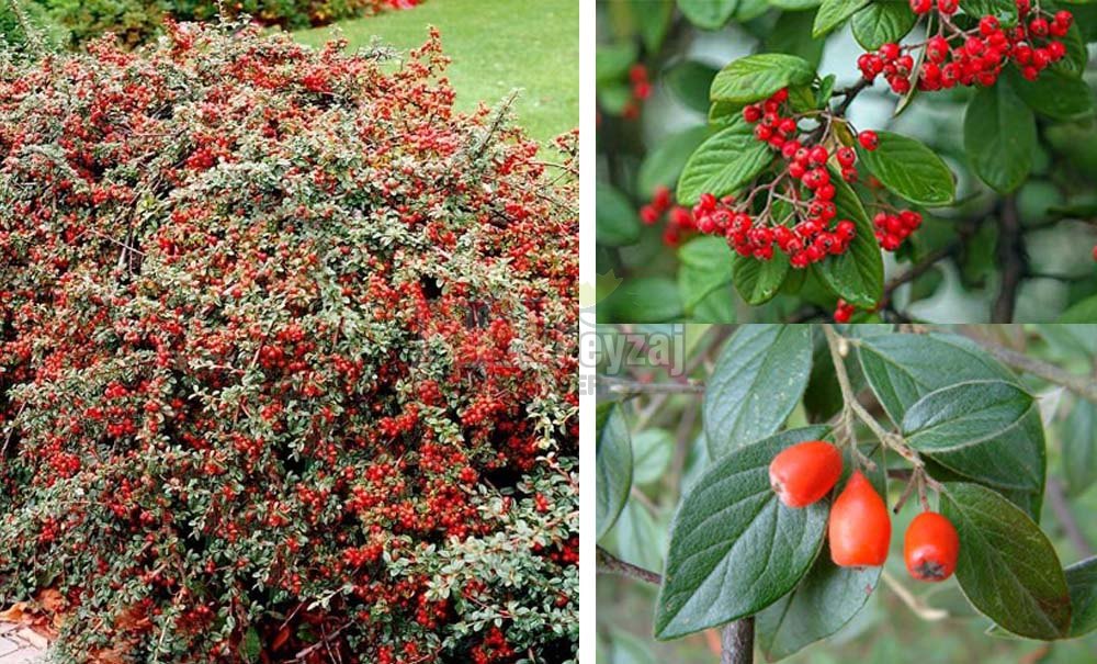 Cotoneaster franchetti/Dağ Muşmulası