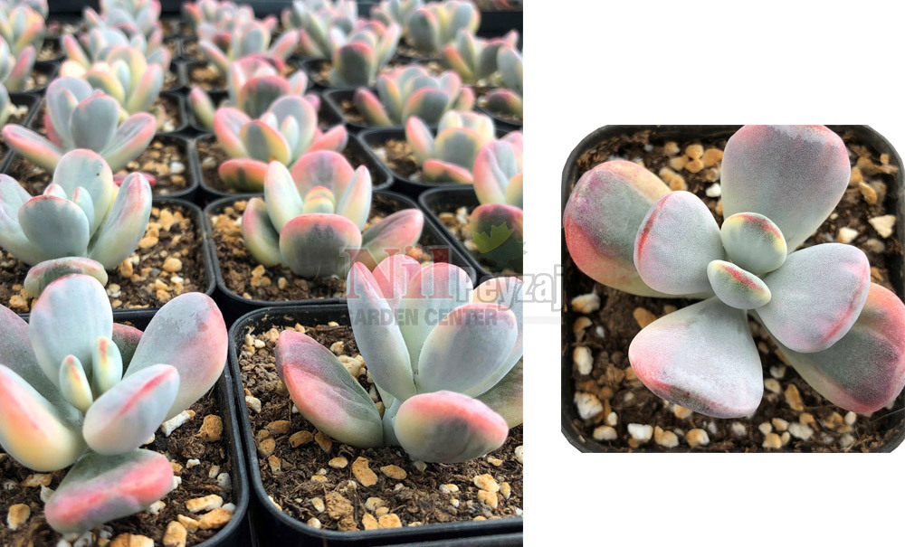 Cotyledon orbiculata/Domuz Kulağı