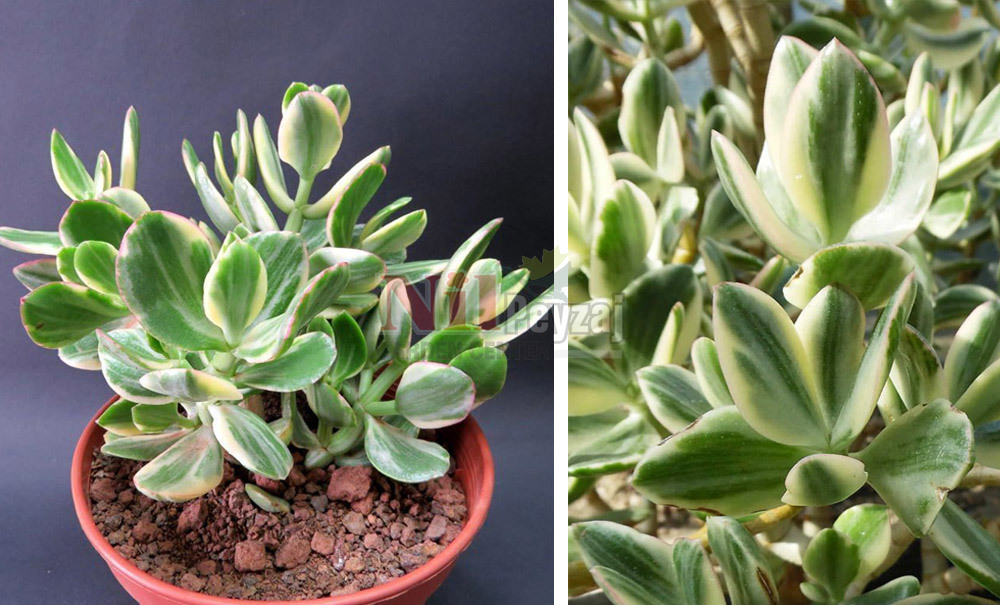 Crassula ovata variegata/Alacalı Para Bitkisi
