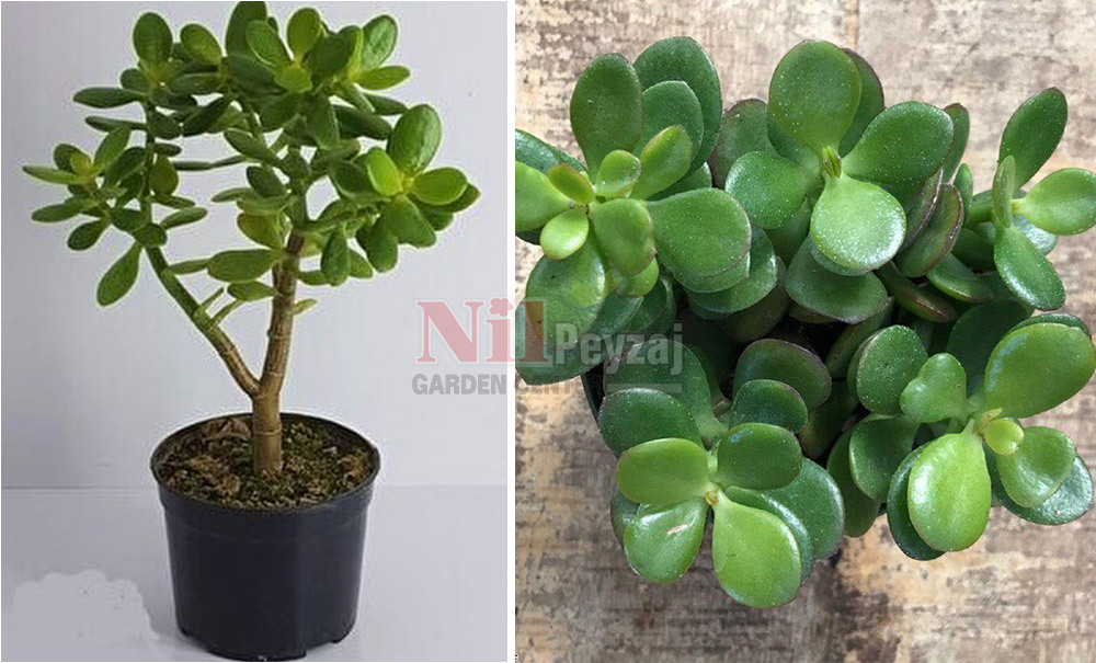 Crassula ovata/Para Bitkisi
