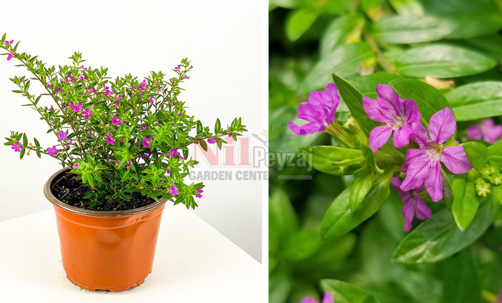 Cuphea hyssopifolia/Kufea