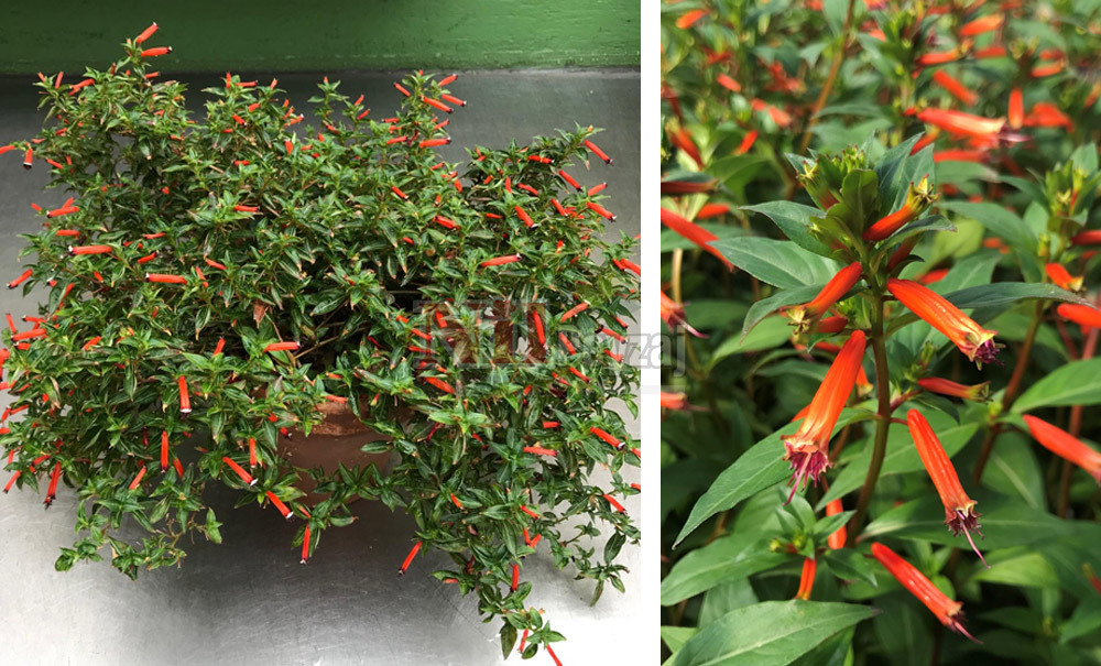 Cuphea ignea/Puro Bitkisi